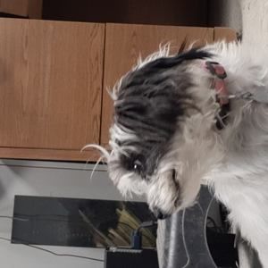 Meet your Posher, Judy